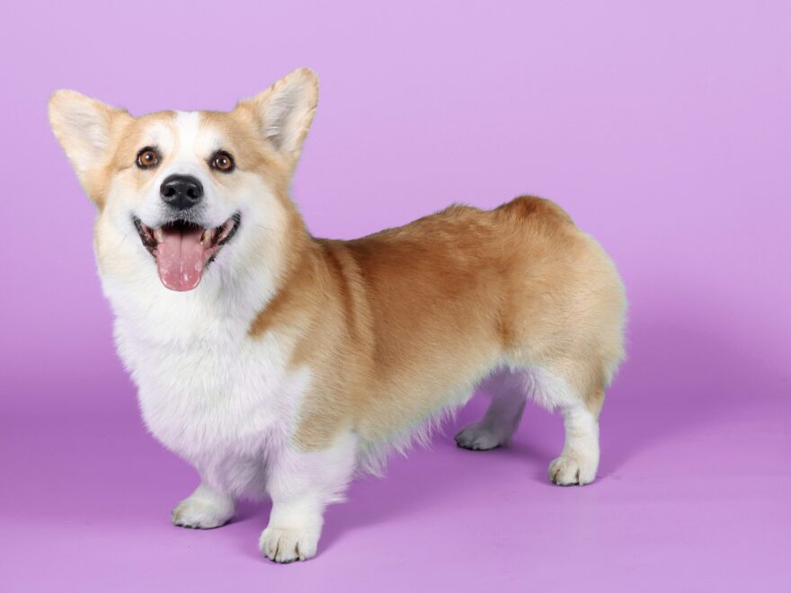10 Fun Facts About Corgis