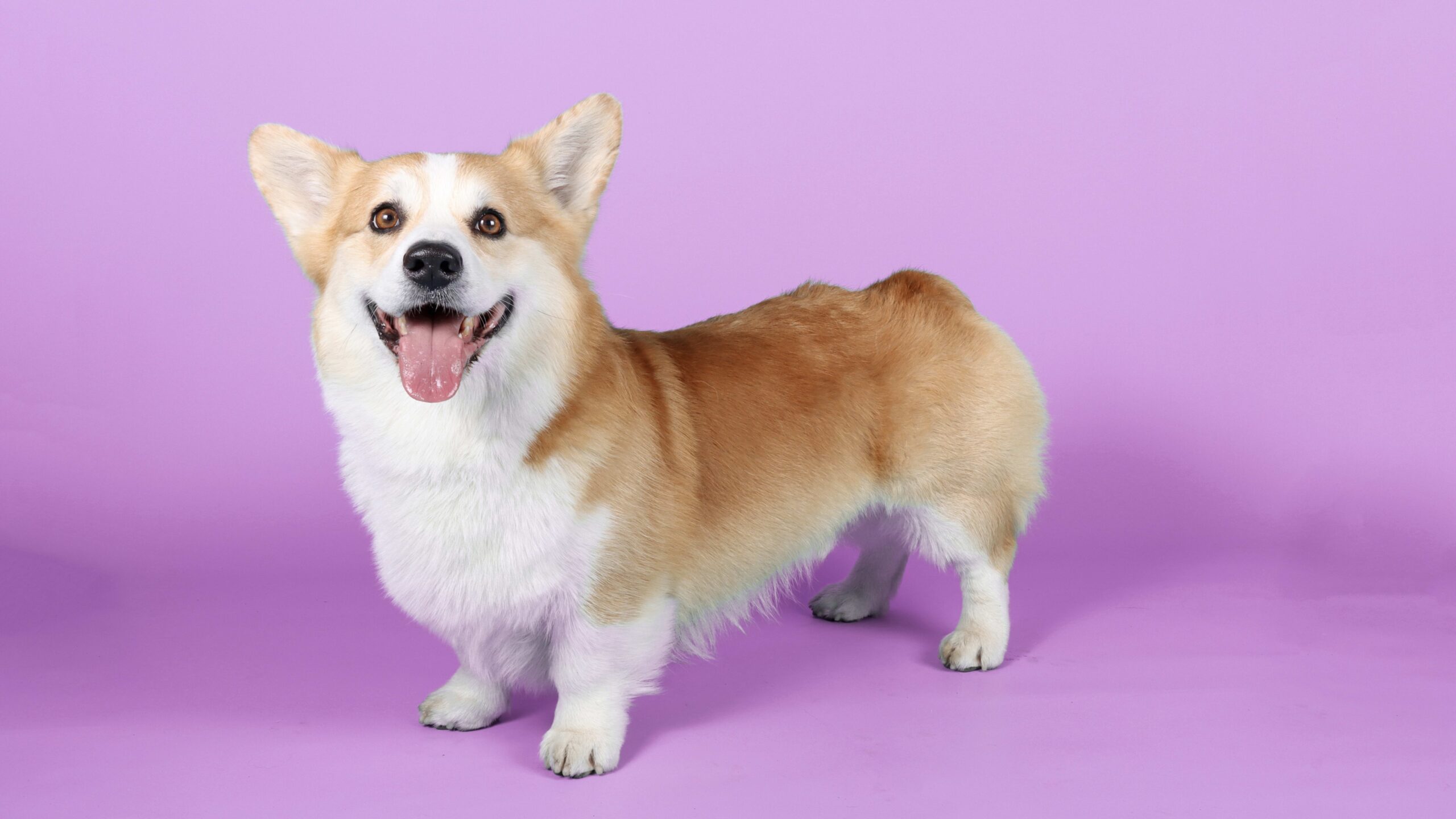 10 Fun Facts About Corgis