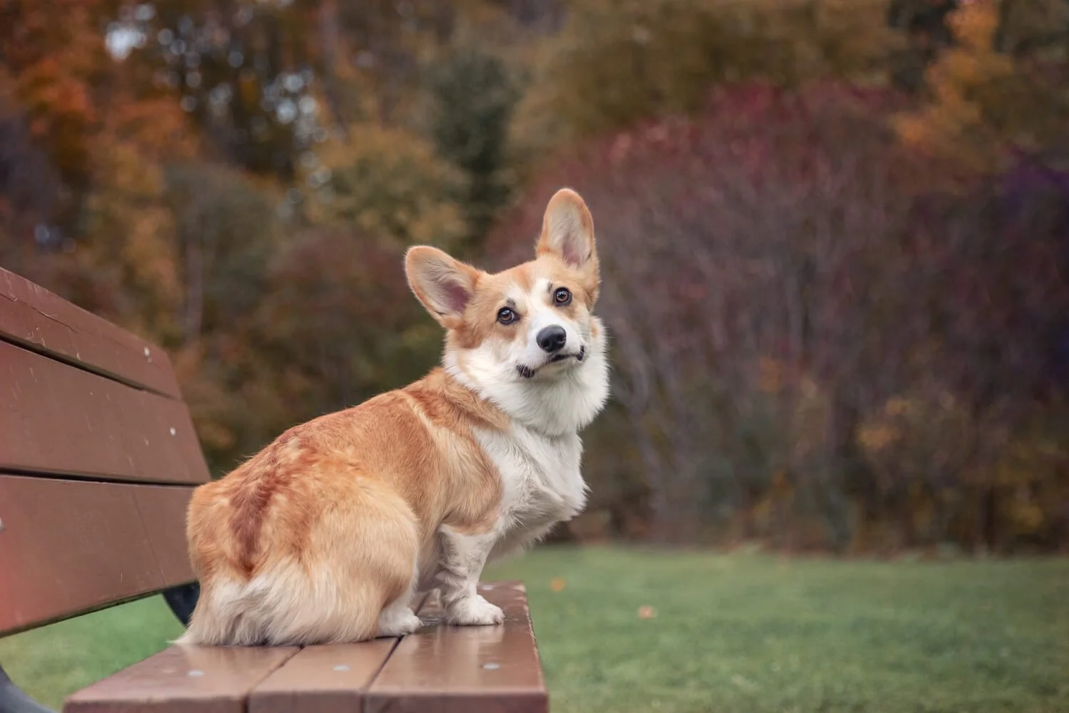 Pembroke Welsh Corgi Trivia Printable