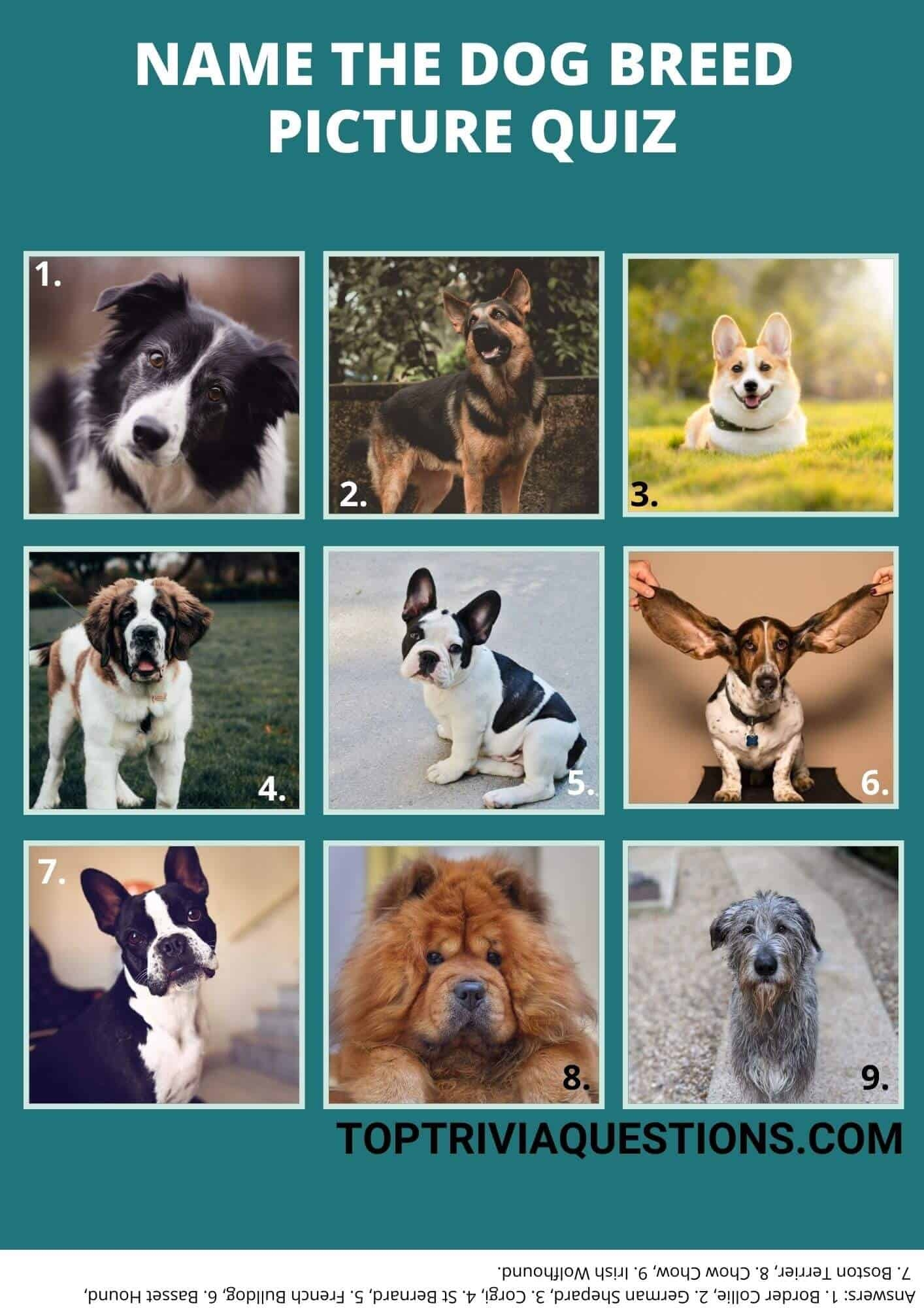 80 Dog Quiz Questions Answers Picture Quiz Top Trivia Questions
