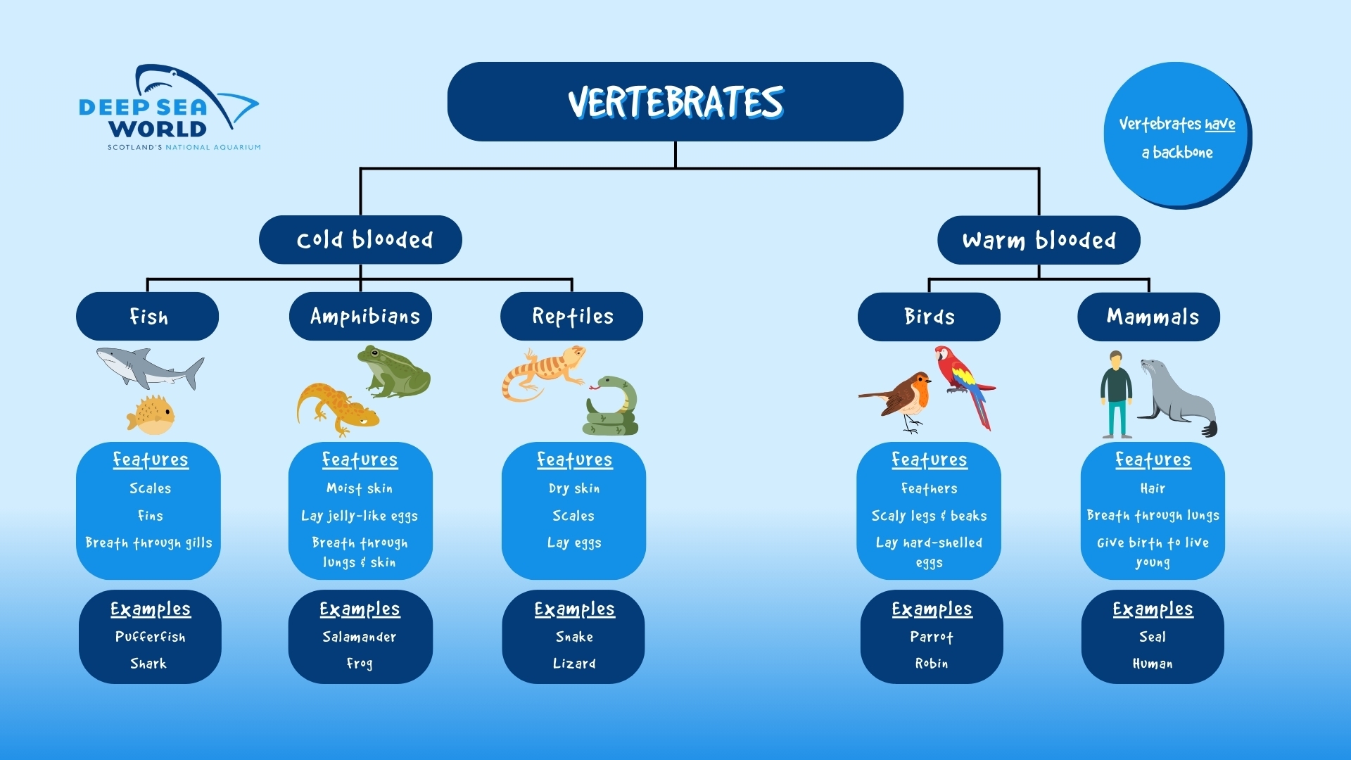 A Guide To Animal Classification Deep Sea World A Guide To Animal Classification Deep Sea World