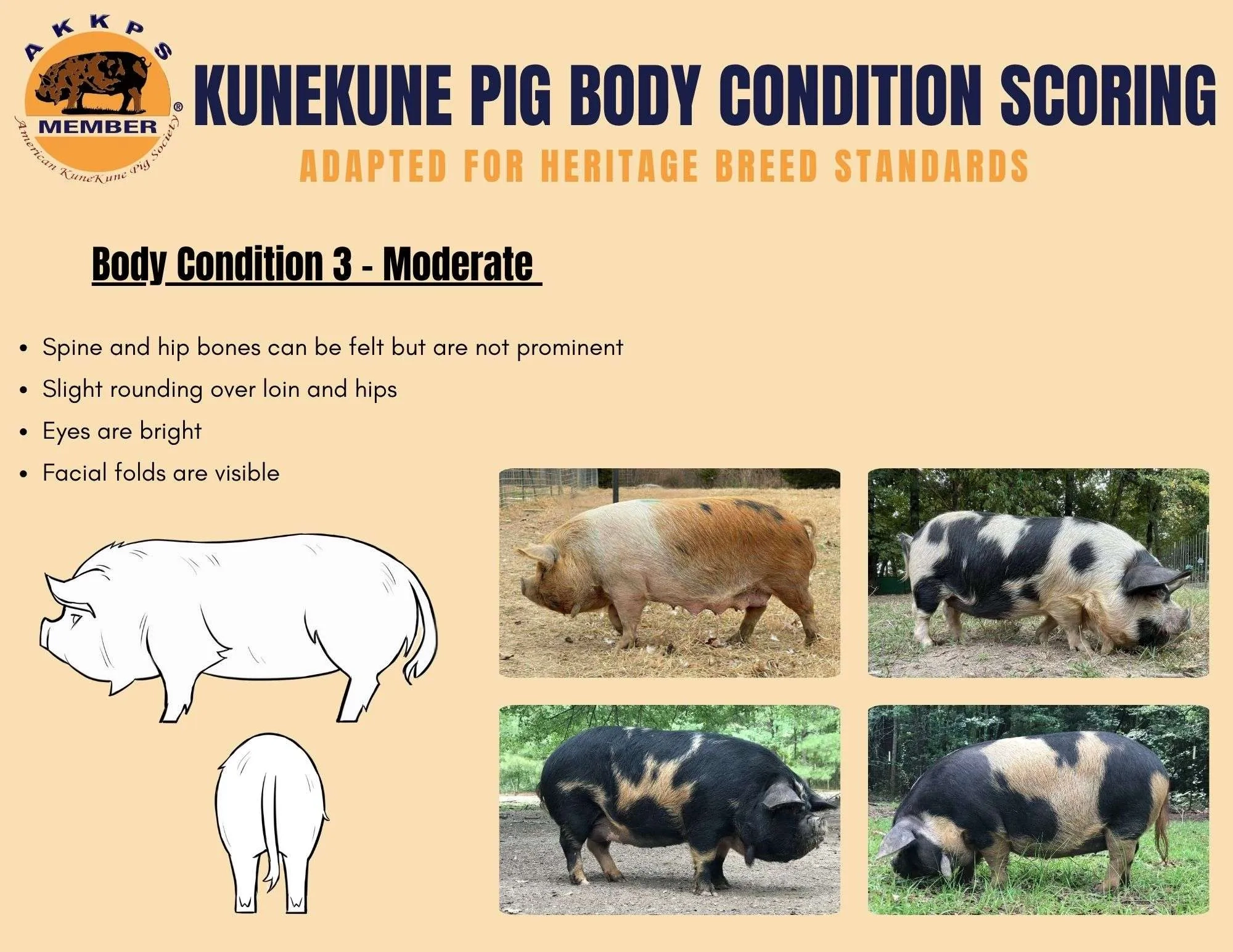 AKKPS KUNEKUNE BODY CONDITION SCORE American KuneKune Pig Society