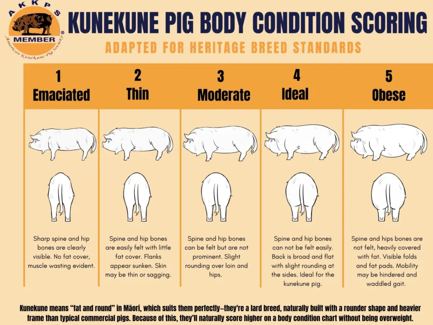 AKKPS KUNEKUNE BODY CONDITION SCORE American KuneKune Pig Society