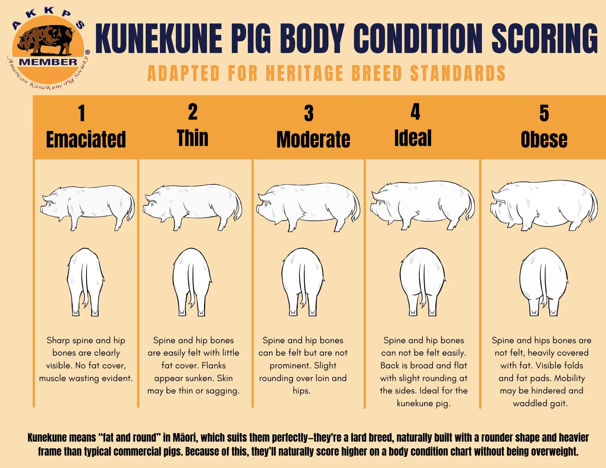 AKKPS KUNEKUNE BODY CONDITION SCORE American KuneKune Pig Society