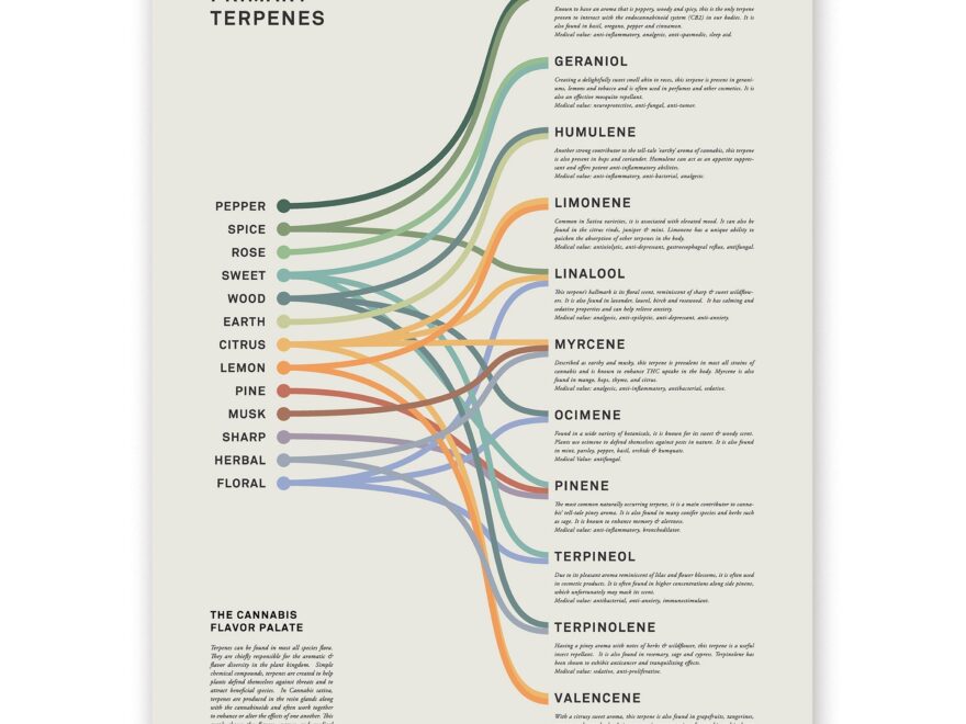 Amazon Goldleaf Primary Terpenes Art Print The Cannabis Flavor Palate Infographic Chart Terpene Poster Marijuana Flavors Infographic Elevated Stoner Decor Weed Chart Wall Art 18x24 Office Products