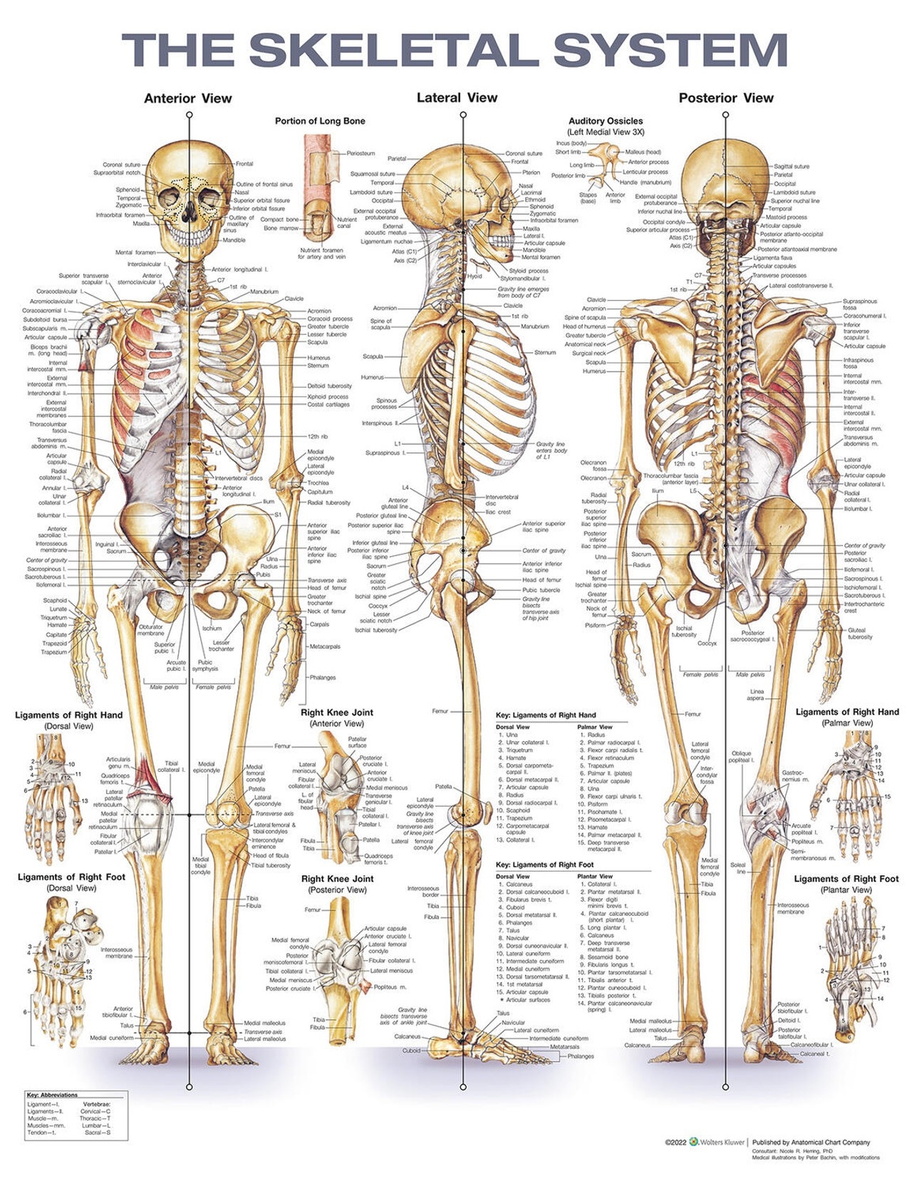 Printable Skeletal Joint Chart