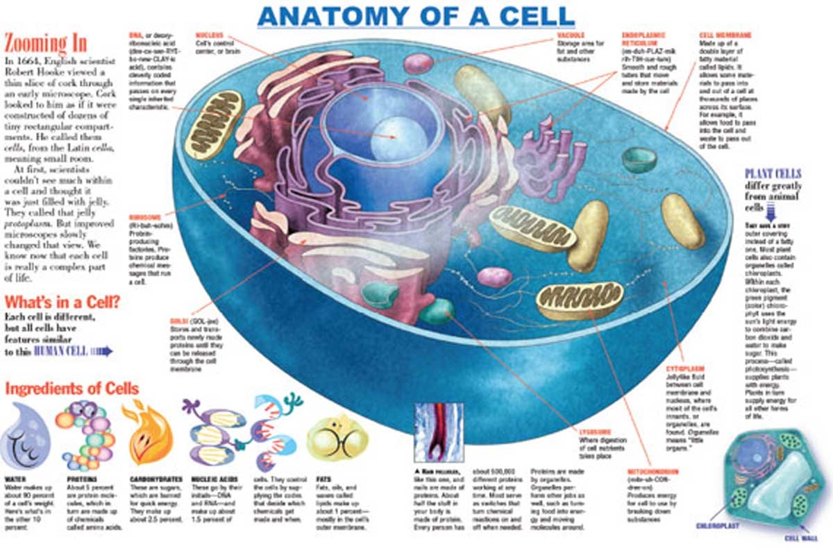 Printable Cells Study Guide Printable Cells Study Guide