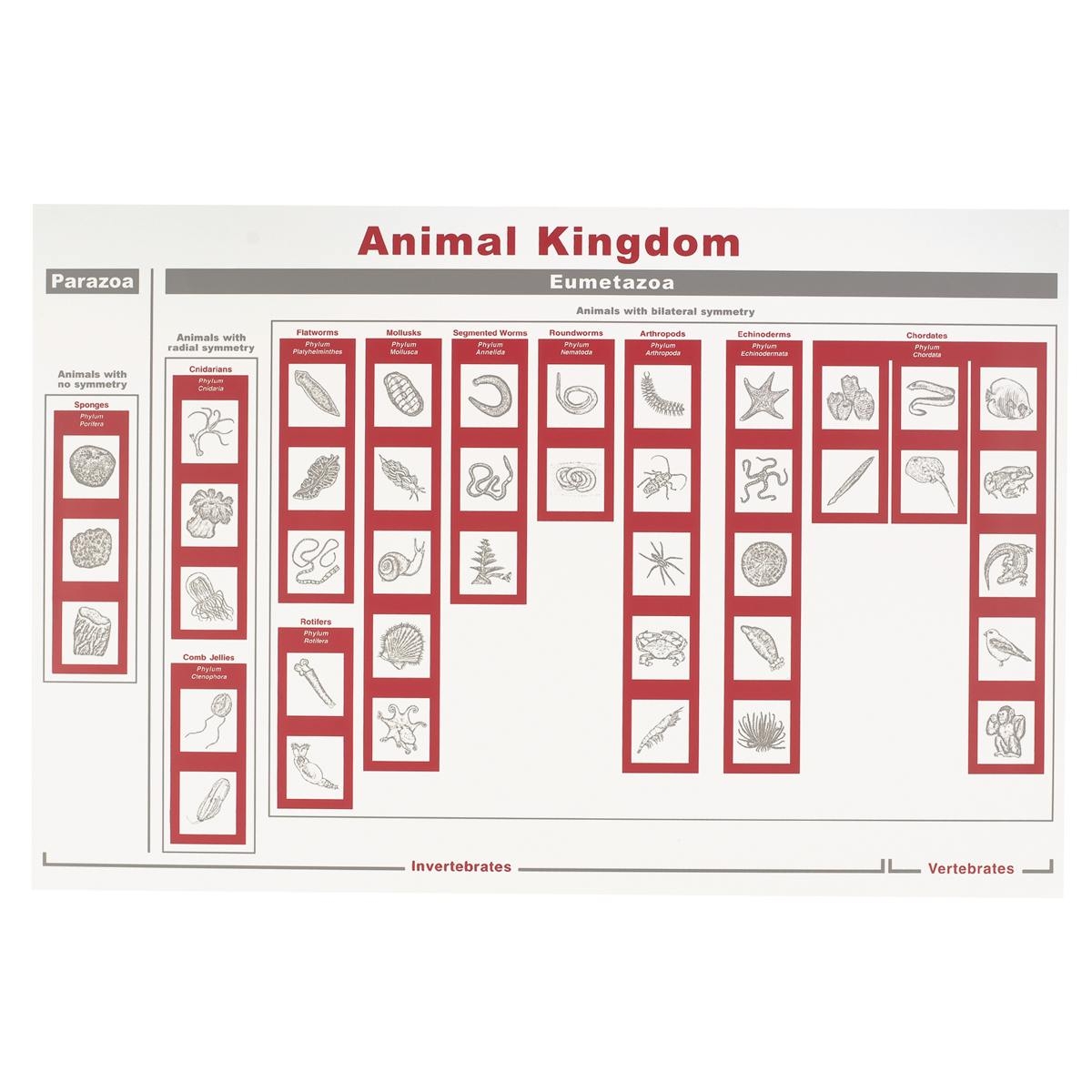 Printable Animal Classification Chart Printable Animal Classification Chart