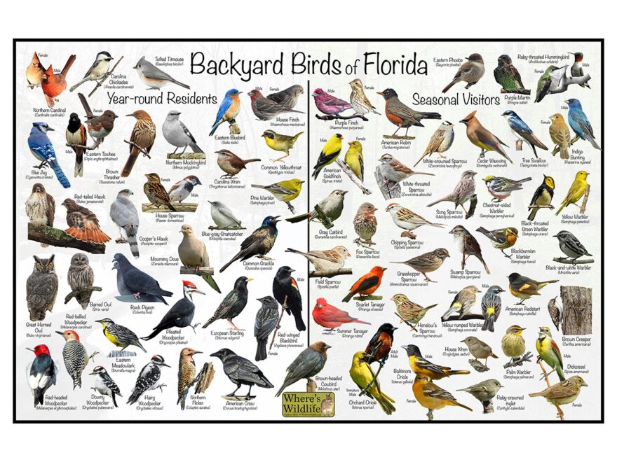 Backyard Birds Of Florida Bird Identification Chart Year Round Seasonal Visitors