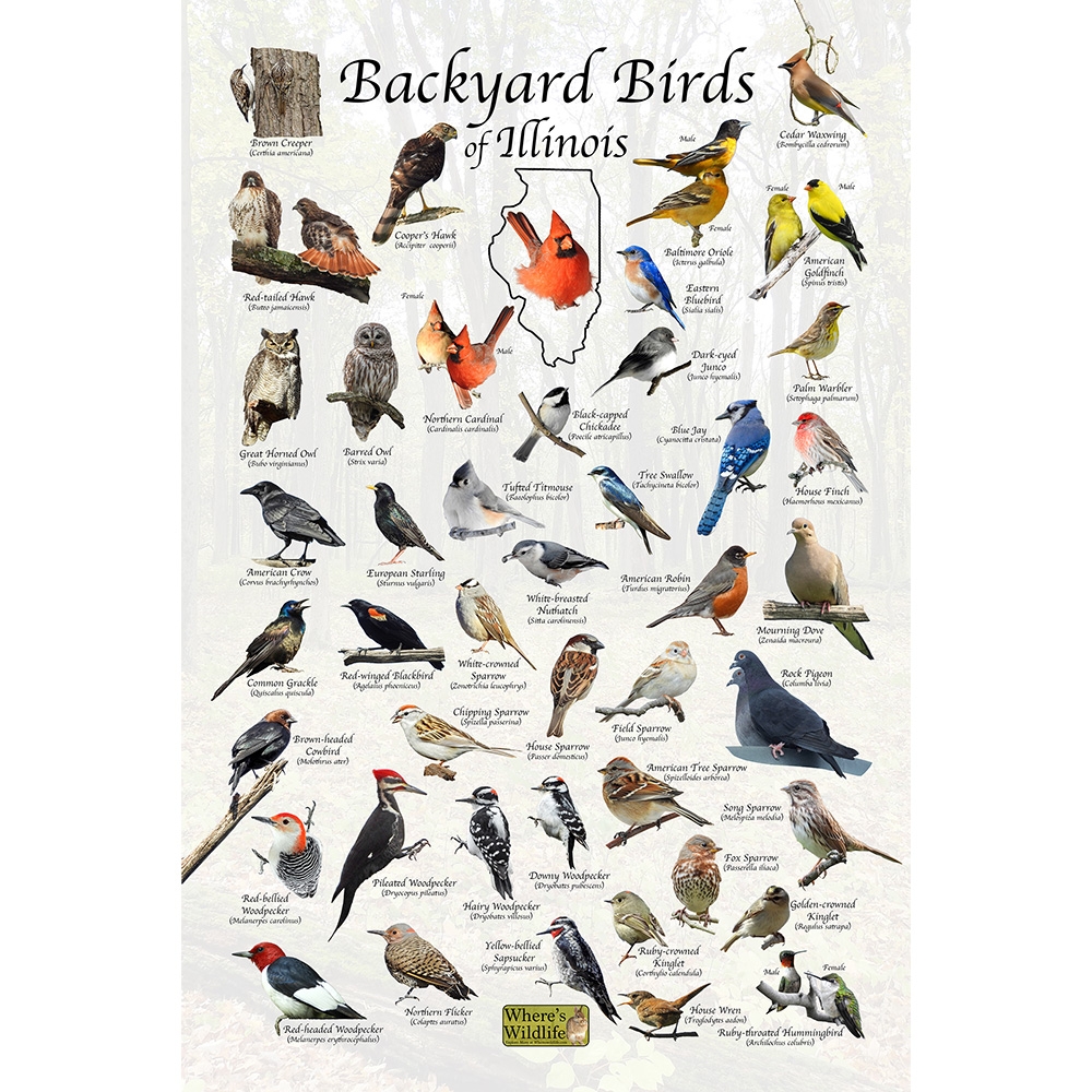 Printable Bird Id Guide