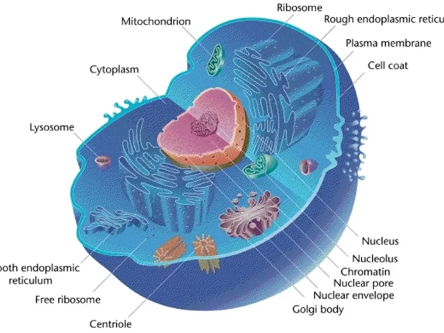 Cell Structure And Function Cell And Tissue Engineering Class Notes