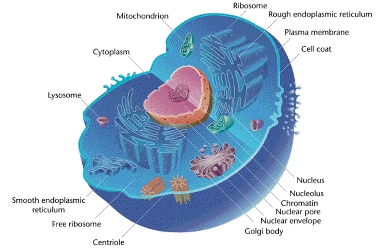 Cell Structure And Function Cell And Tissue Engineering Class Notes Cell Structure And Function Cell And Tissue Engineering Class Notes