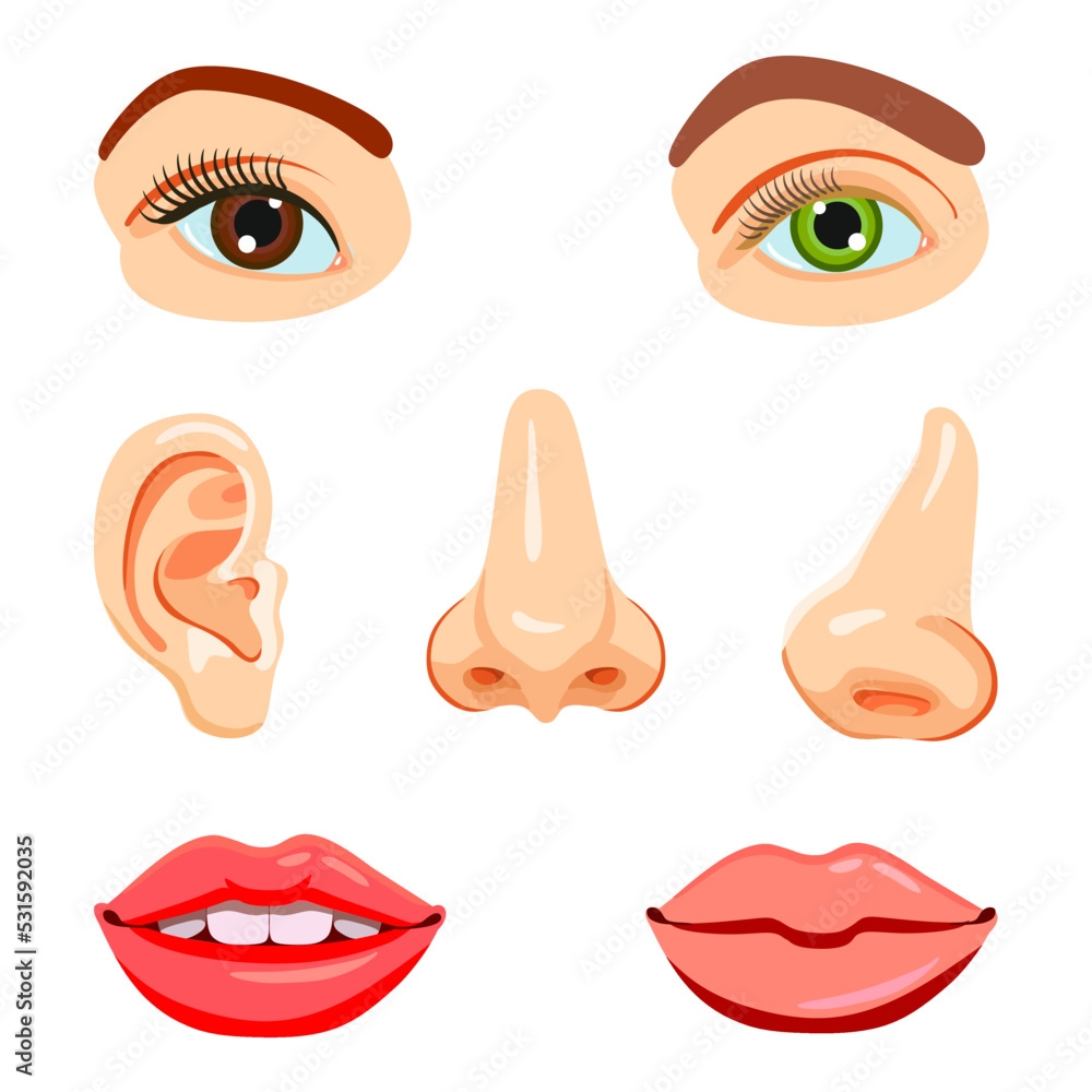 Educational Vector Set Parts Of The Face Eyes Nose Mouth Ear Worksheets Library