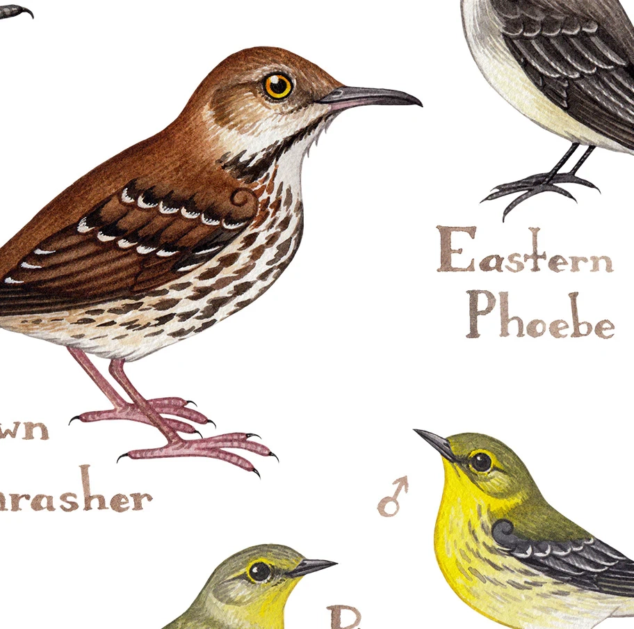 Florida Bird Field Guide Printable