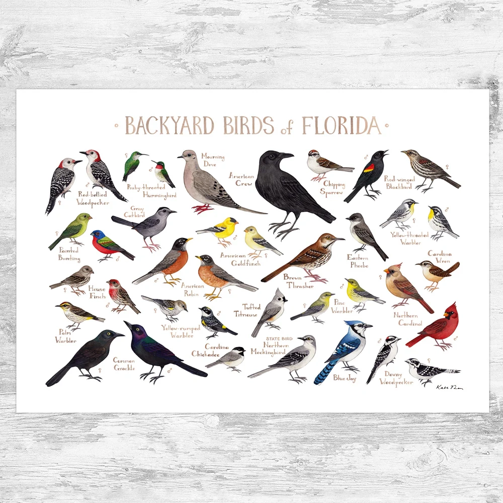 Florida Backyard Birds Field Guide Art Print Kate Dolamore Art