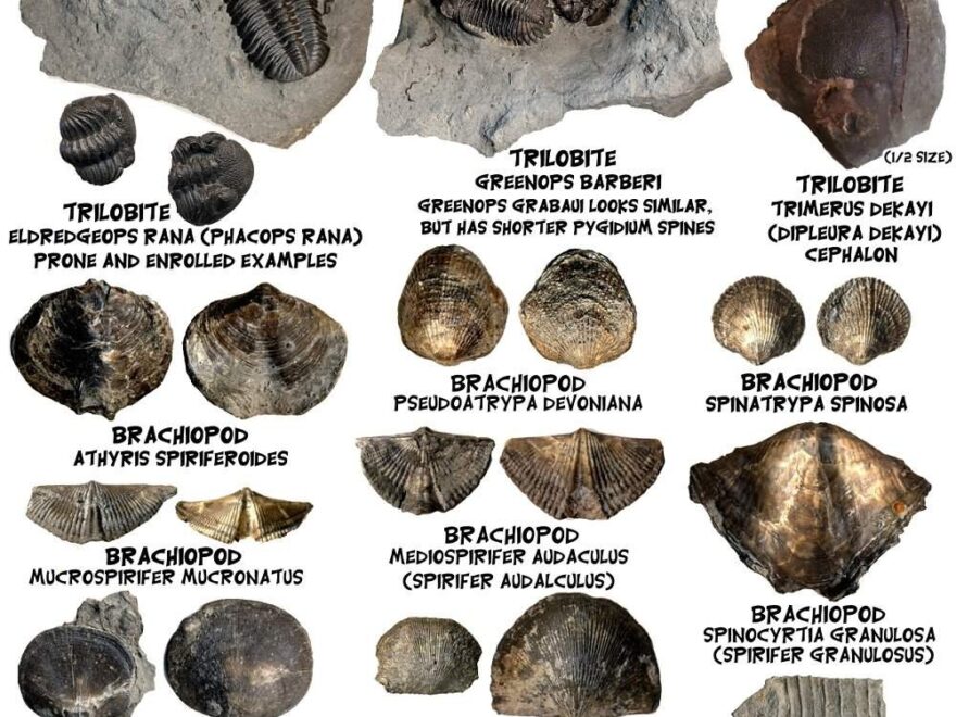 Fossil Identification Sheets New York Maryland Virginia New Jersey North Carolina Printable Fossil Identification Guides