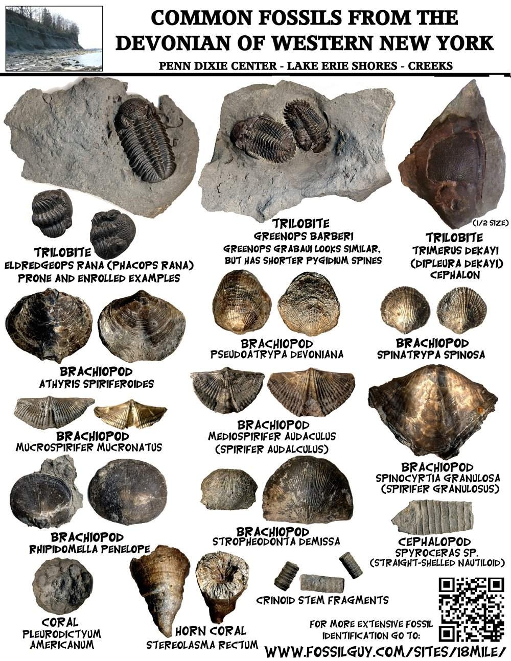 Fossil Identification Sheets New York Maryland Virginia New Jersey North Carolina Printable Fossil Identification Guides