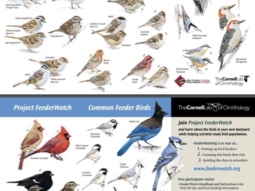 FREE Backyard Birds And Hummingbirds Poster Science