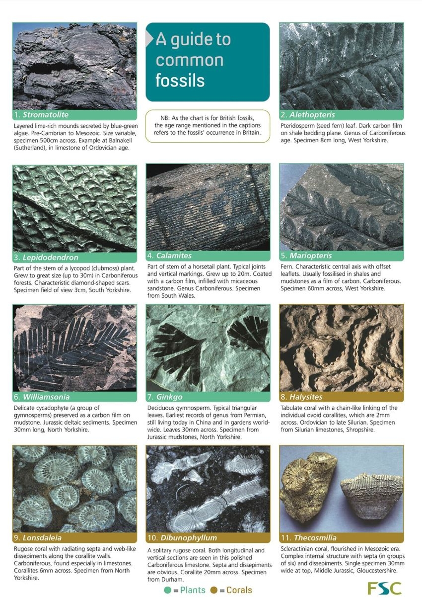 Printable Fossil Identification Chart