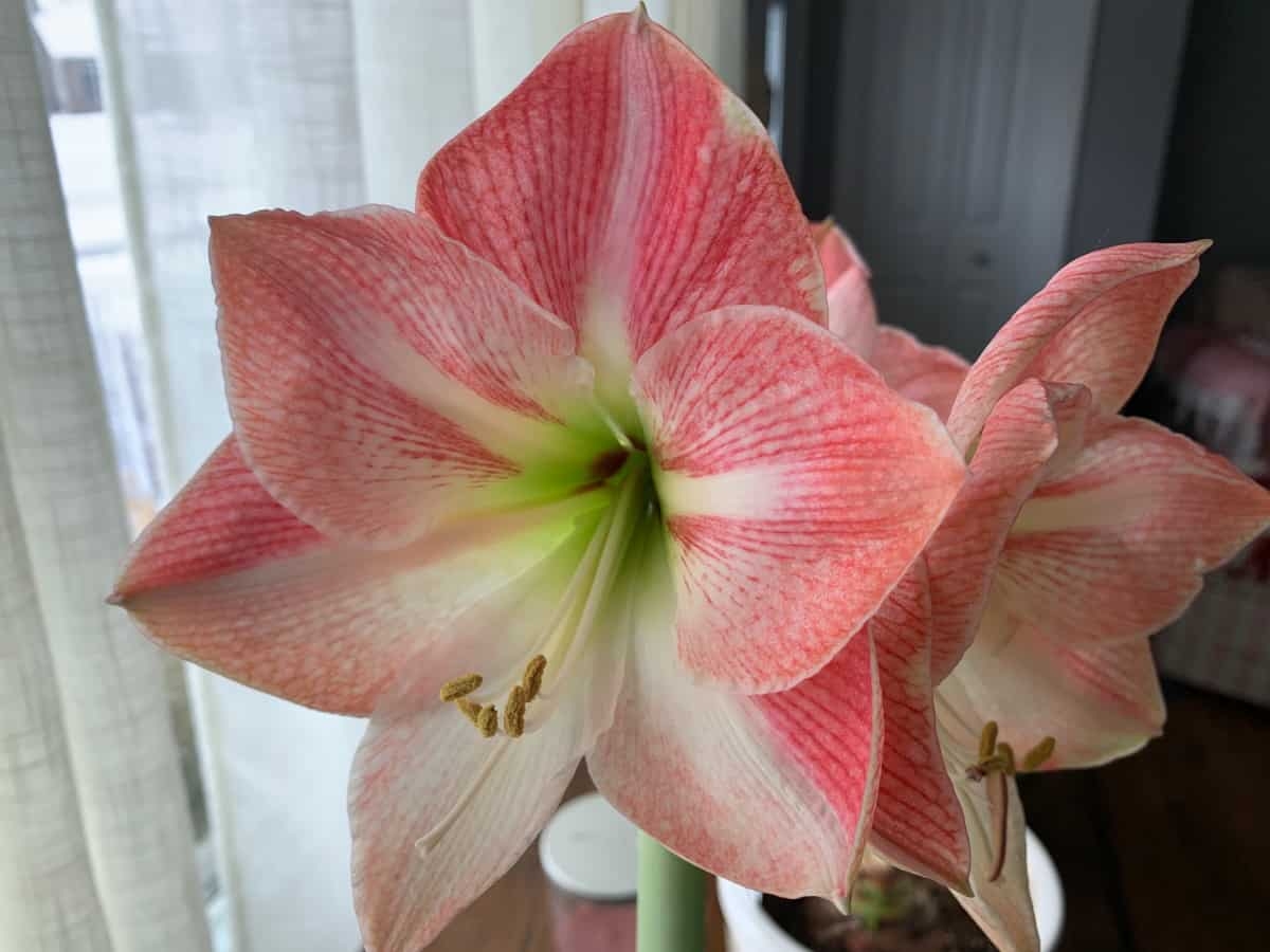 How To Grow Amaryllis Indoors The Perfect Winter Flower Gingham Gardens