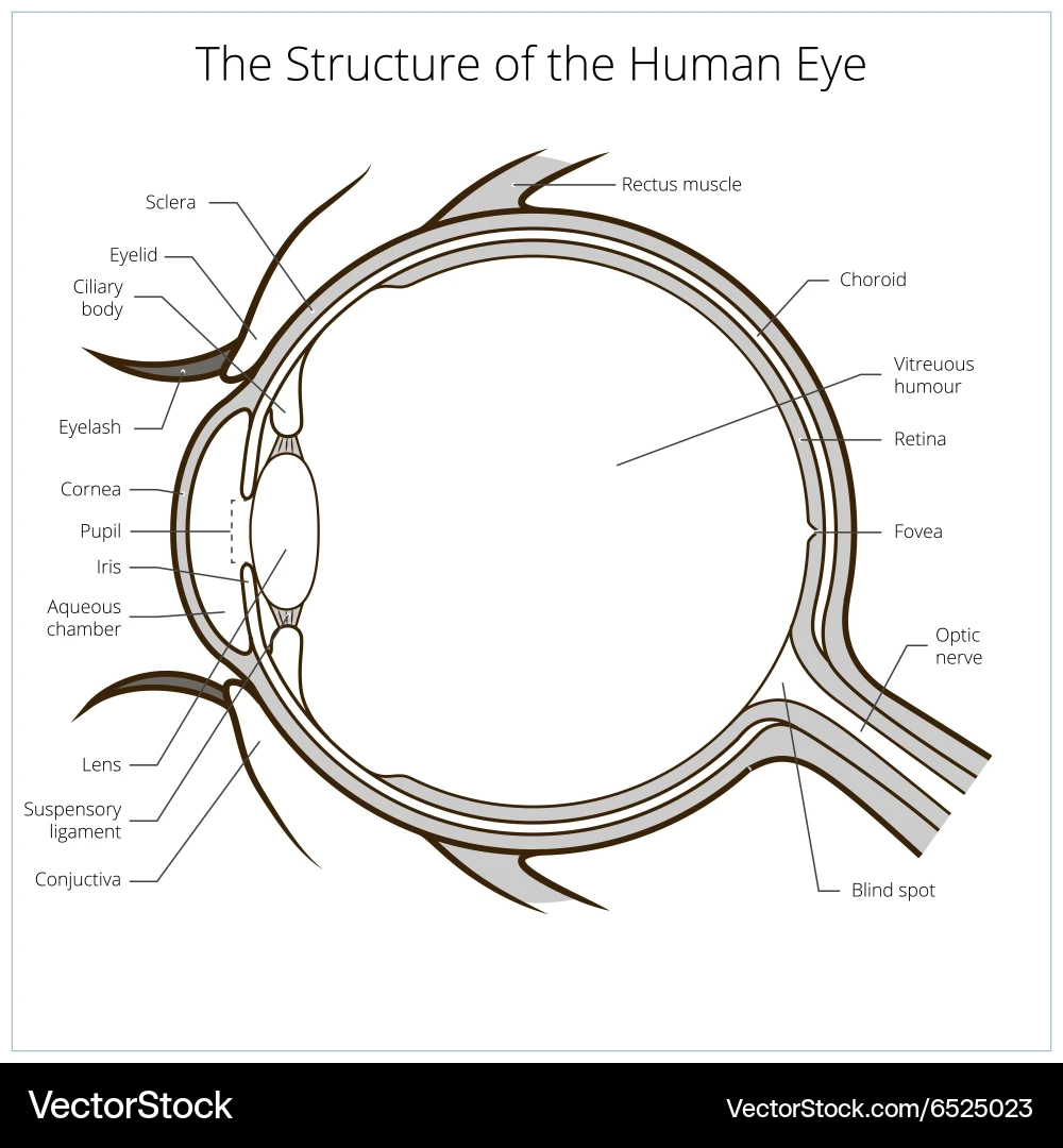 Human Eye Anatomy Diagram Royalty Free Vector Image