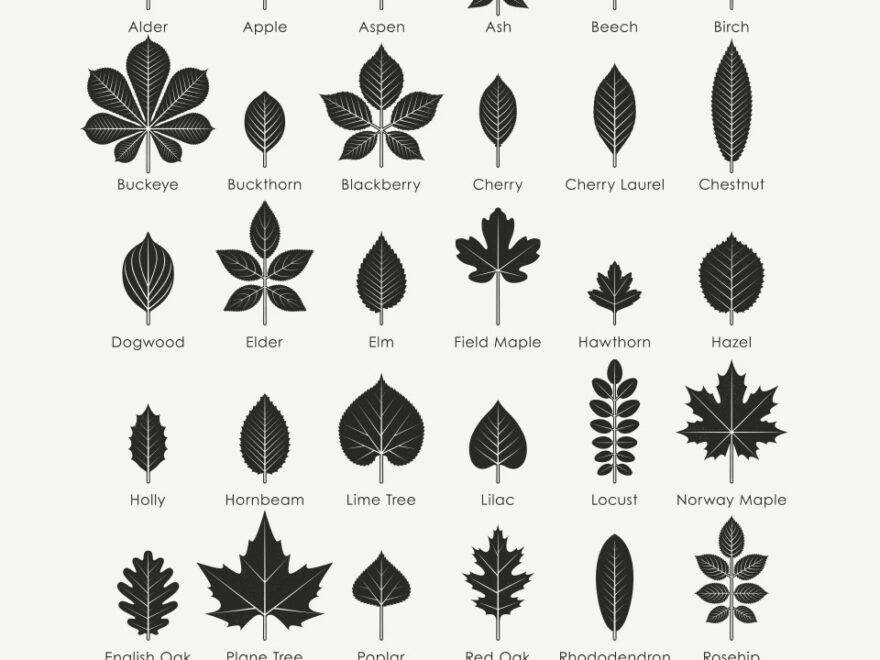 Identification Chart Leaves Of Trees And Shrubs Iris Luckhaus Illustration Design