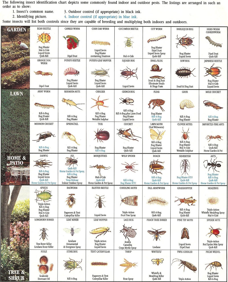 Printable Bug Identification Chart