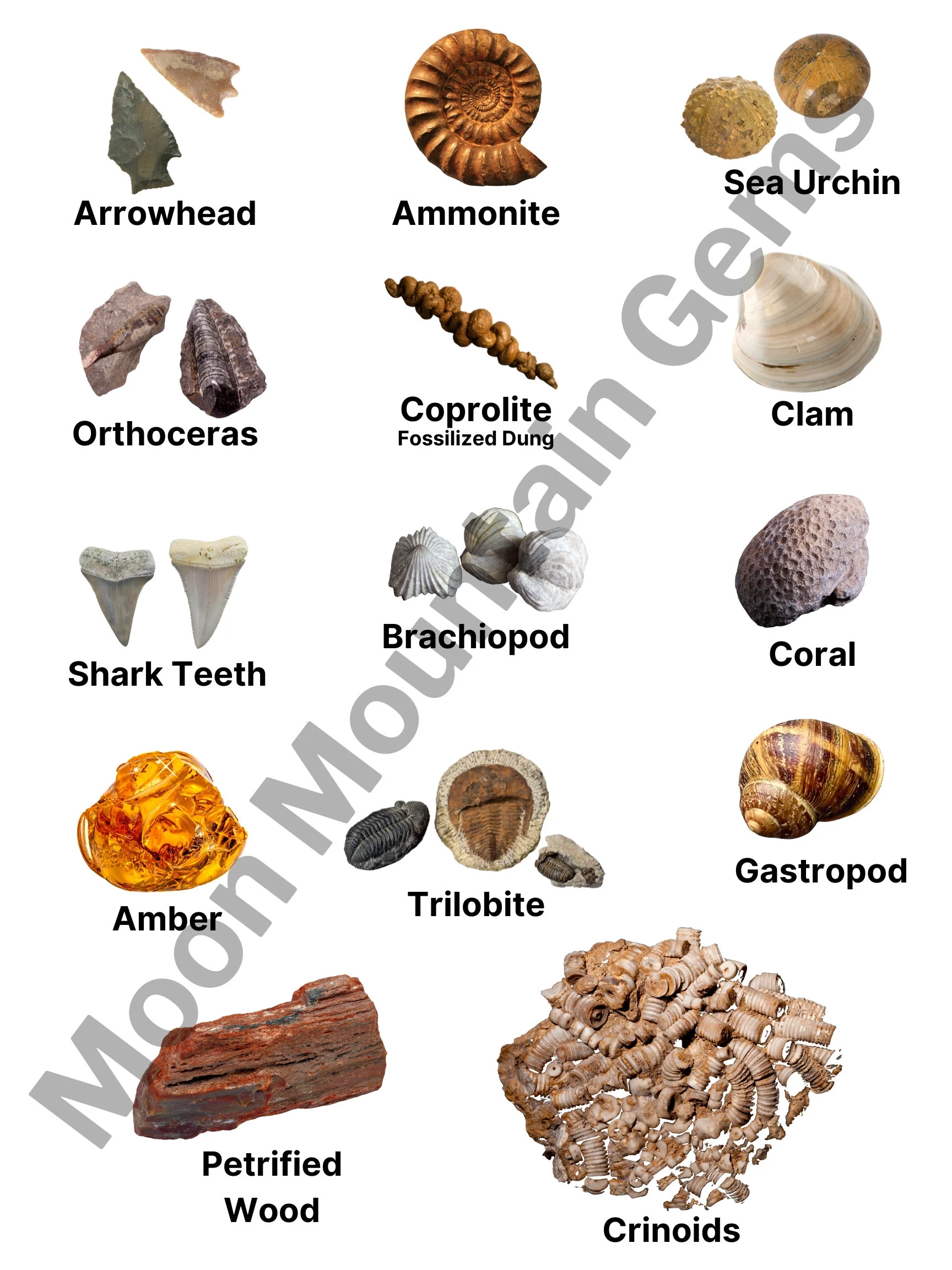 Instant Download Fossil ID Chart Fossil Identification Fossil Mining ID Chart Etsy UK