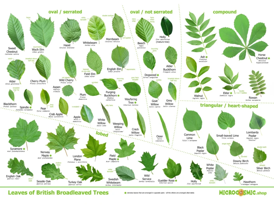 Leaves Of British Trees Identification Poster Download Etsy