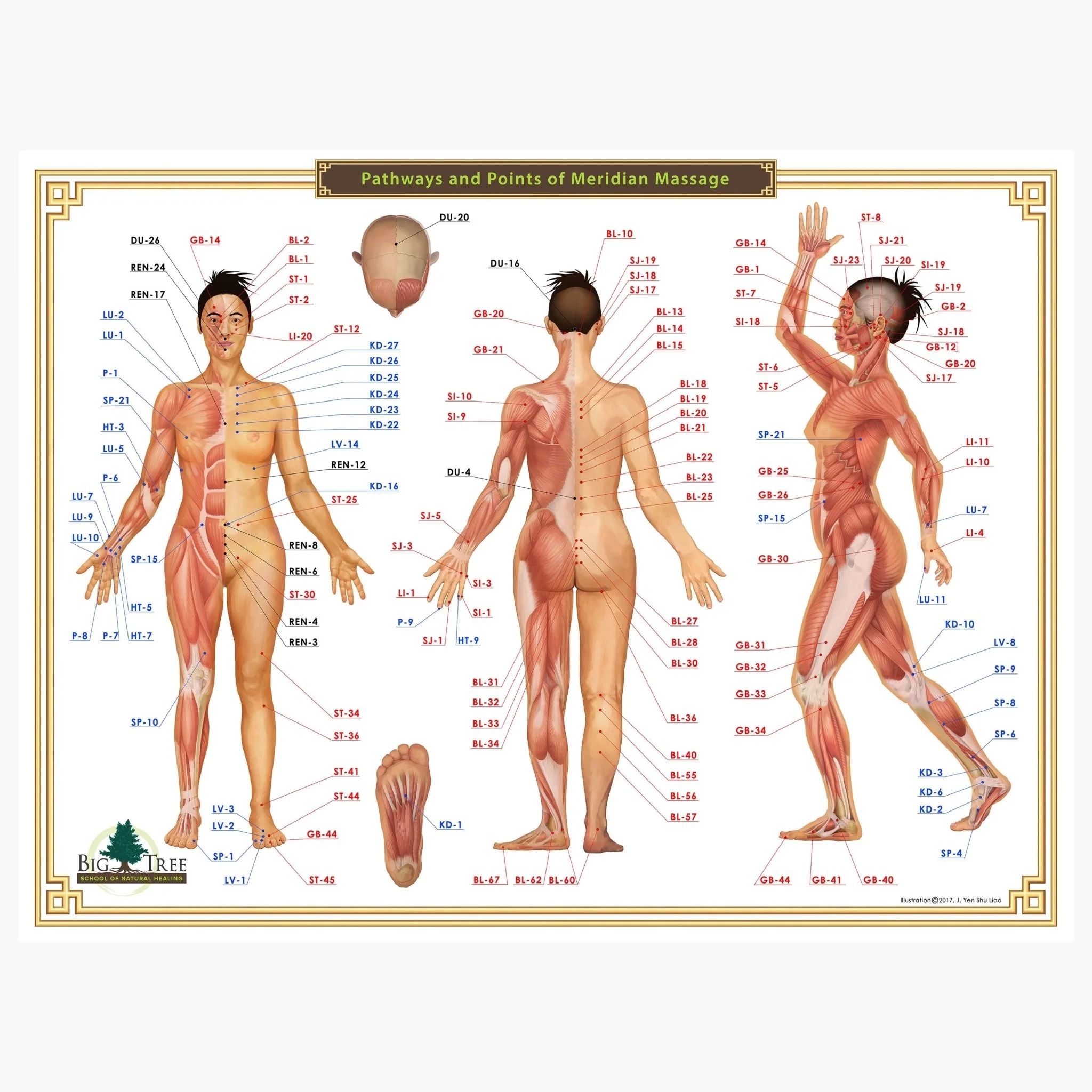 Meridian Massage Acupressure Chart Aromatics Aromatics International