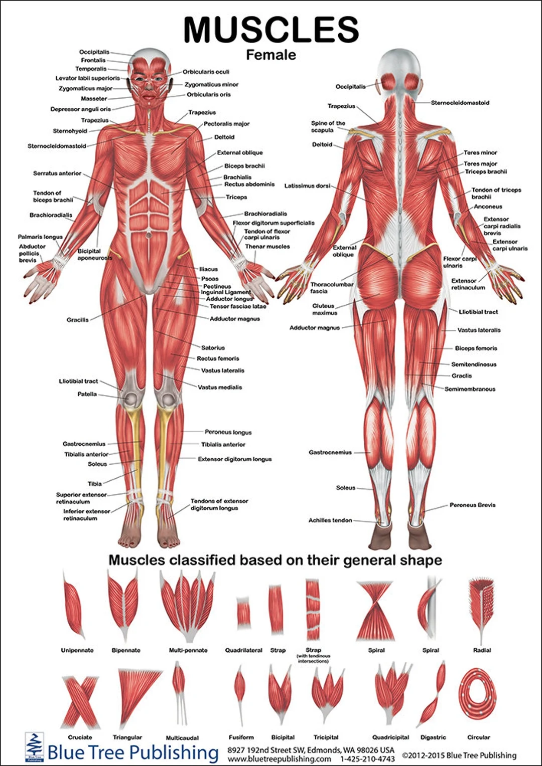 Printable Female Anatomy Chart