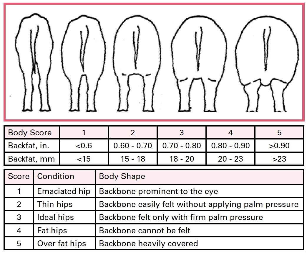 Printable Body Condition Score Chart Swine