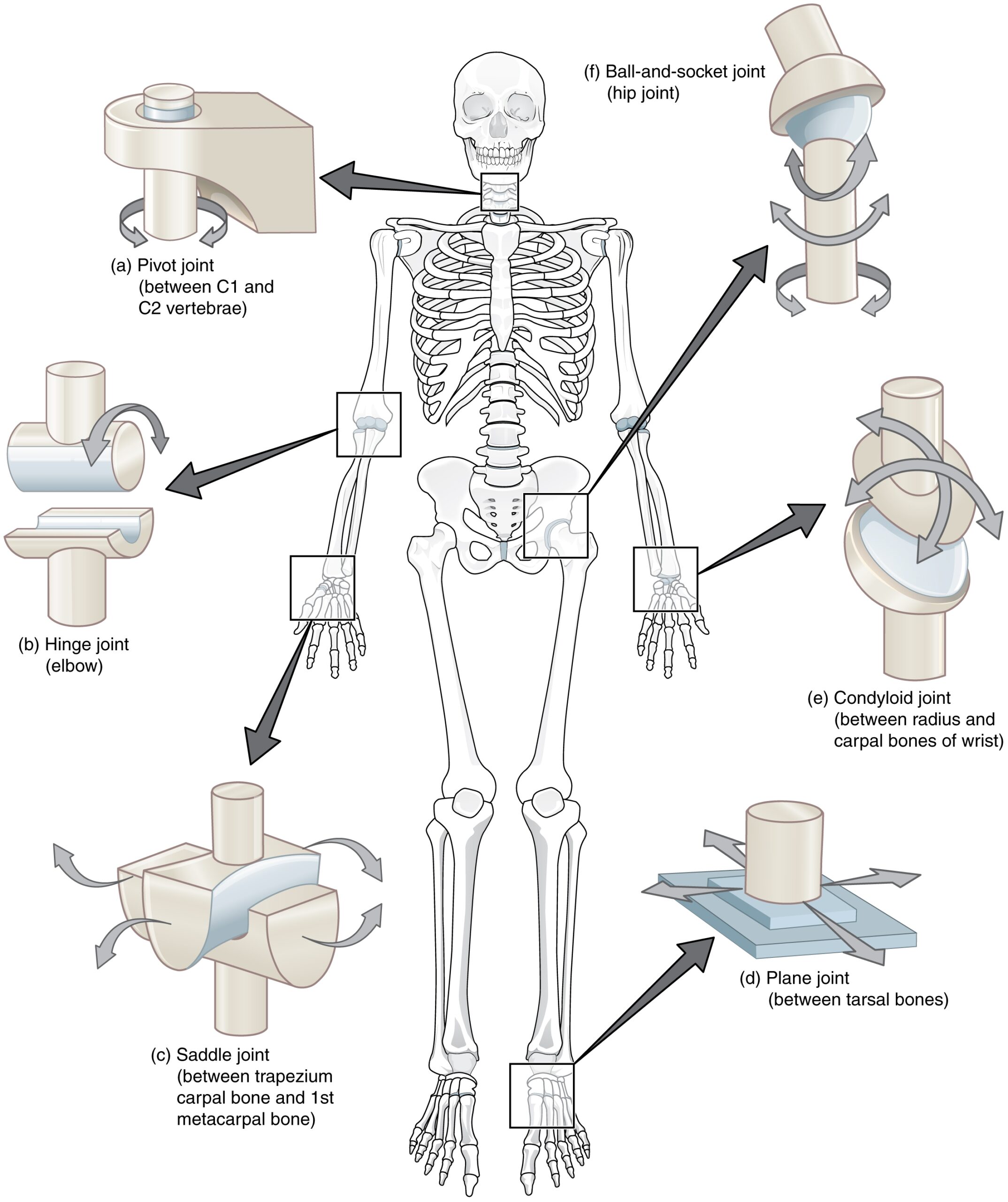 OpenStax AnatPhys Fig 9 10 Types Of Synovial Joints English Labels AnatomyTOOL