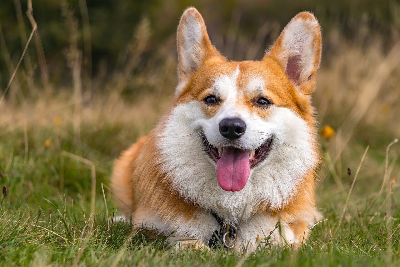 Pembroke Welsh Corgi Information And Characteristics