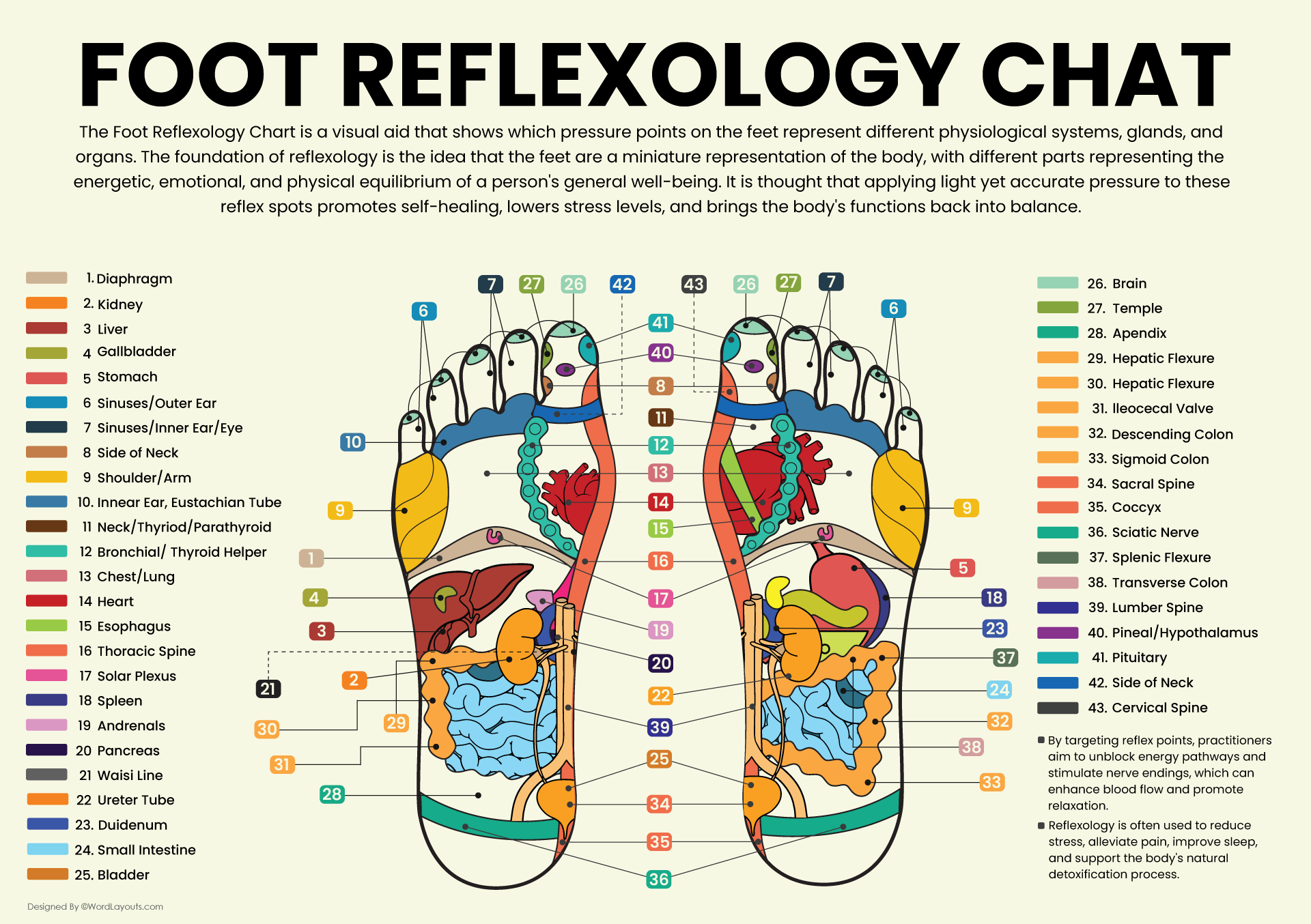 Printable Foot Reflexology Charts WordLayouts
