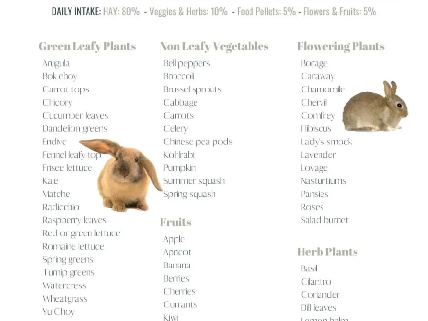 Rabbit Care 101 Everything You Need To Know The Little Hay Company