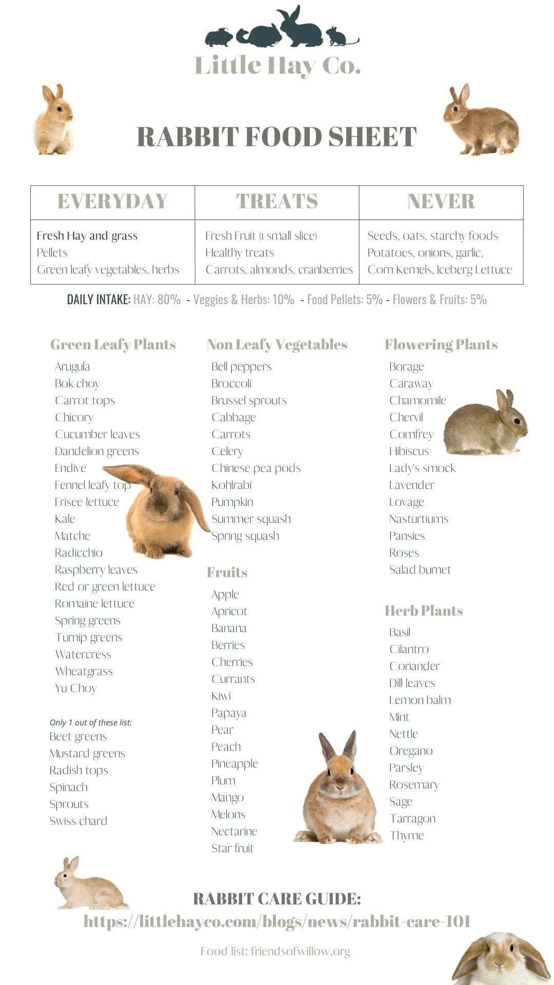 Rabbit Care 101 Everything You Need To Know The Little Hay Company