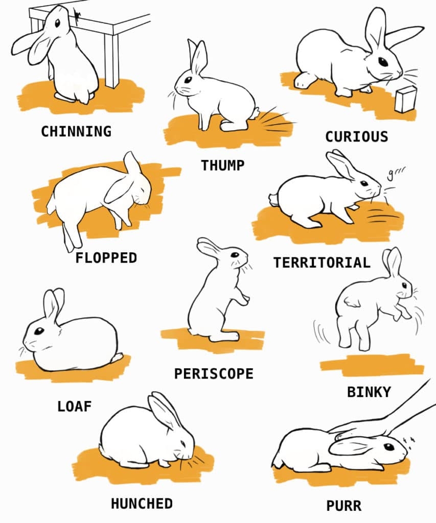 Rabbit Care The Complete Guide