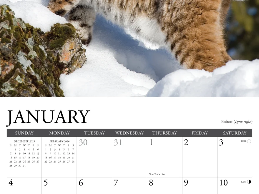 Rocky Mountain Wildlife Calendar 2026 Buy Order Easily Online