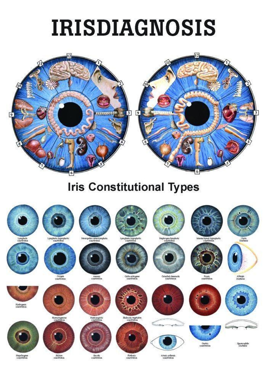 Rudiger Anatomie Iridology Laminated Chart Anatomy Warehouse