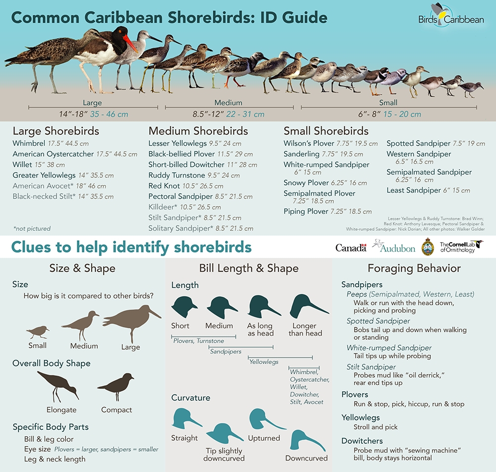 Shorebird Resources BirdsCaribbean