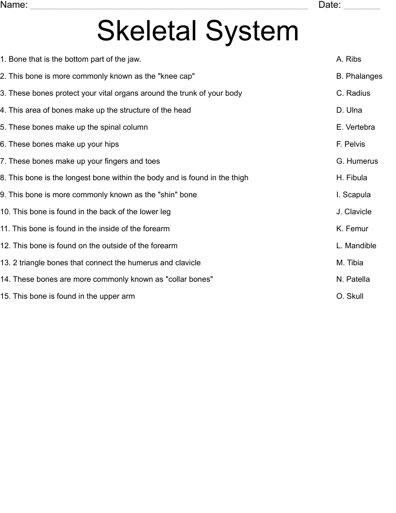 Skeletal System Worksheet WordMint