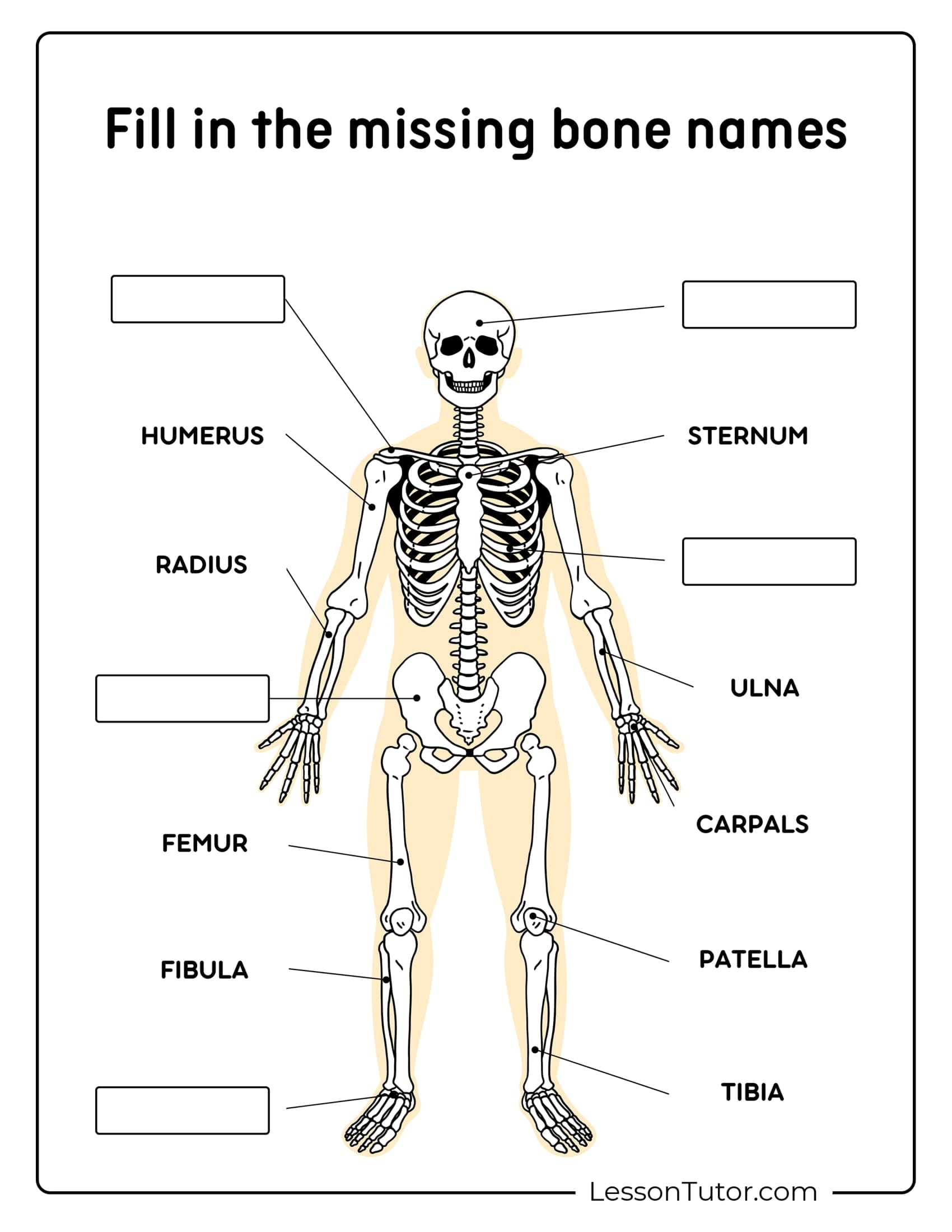 Skeletal System Quiz Printable
