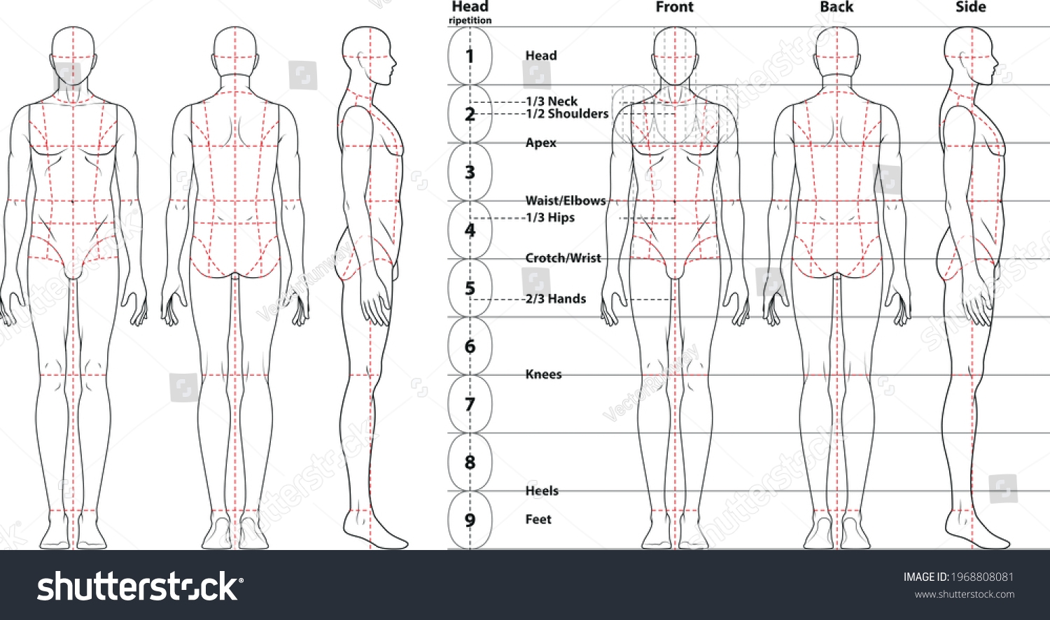 Printable Male Proportion Chart