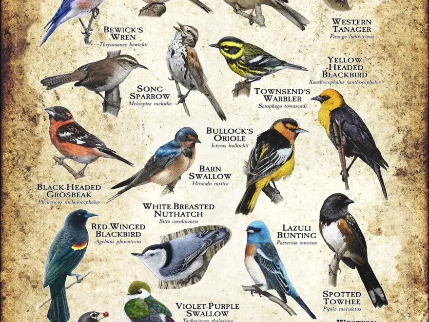 Songbirds Of Utah Poster Print Field Guide Etsy