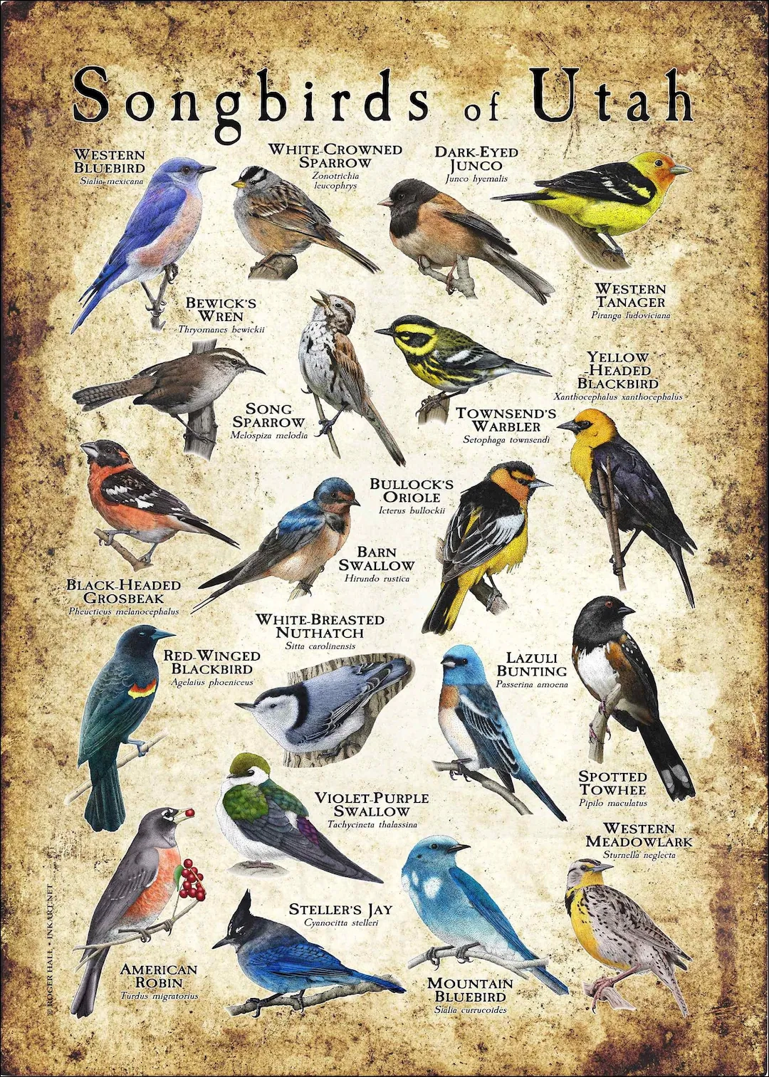 Songbirds Of Utah Poster Print Field Guide Etsy