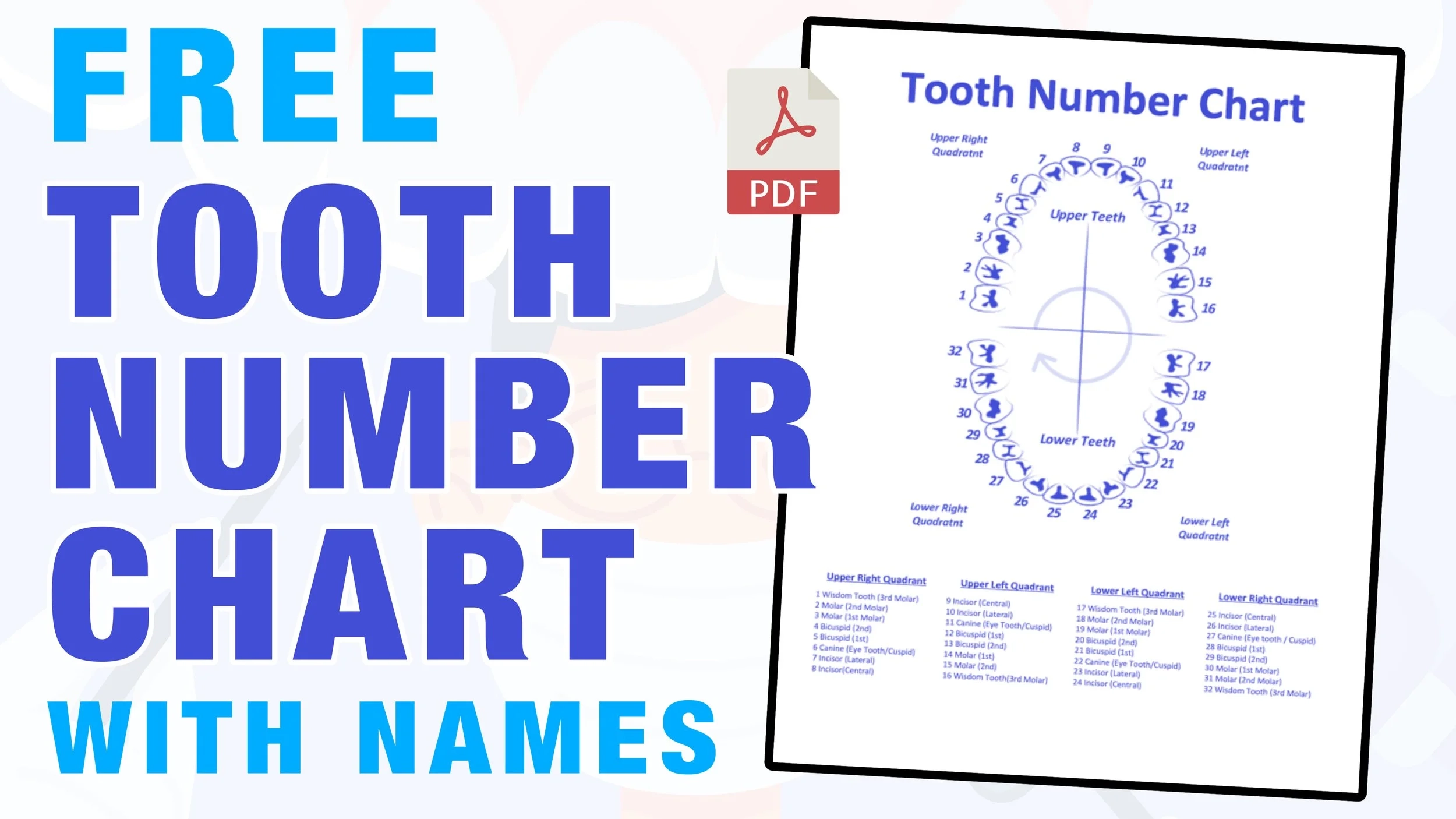 Tooth Numbering Chart Sections Printable