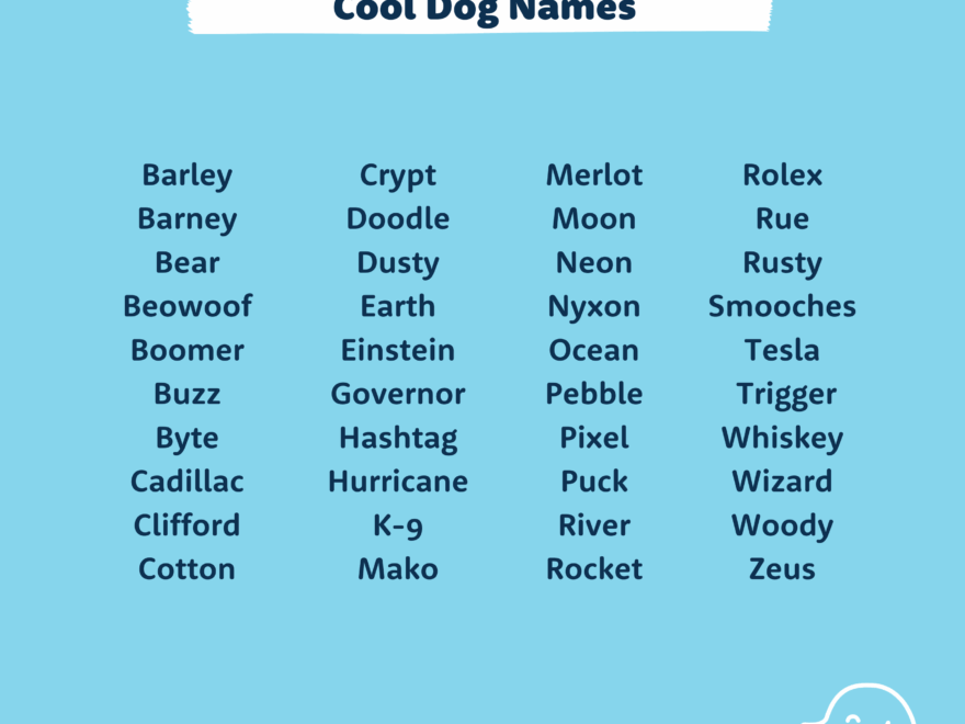 Top 200 Dog Names Cute Dog Names You ll Love BSB