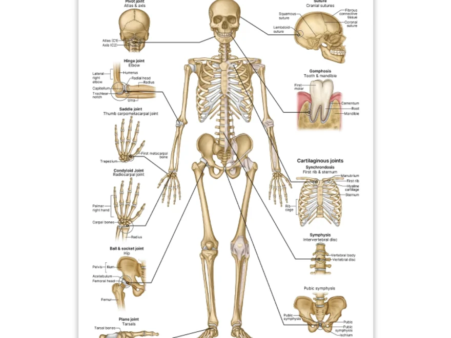 Types Of Skeletal Joints Download Joint Anatomy PDF AnatomyStuff