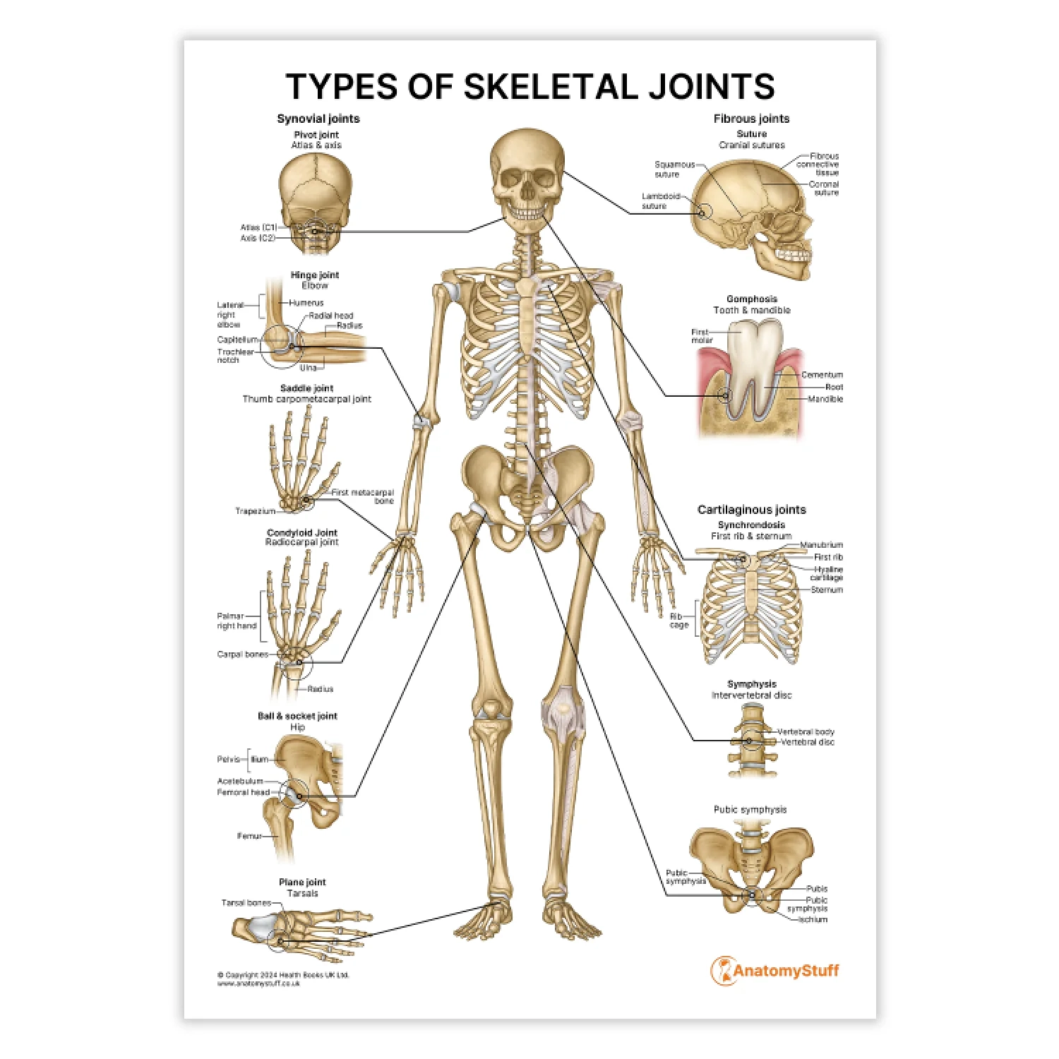 Types Of Skeletal Joints Download Joint Anatomy PDF AnatomyStuff
